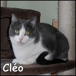 Cléo