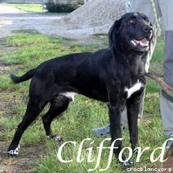 clifford