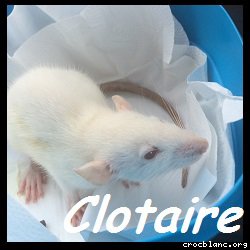 Clotaire