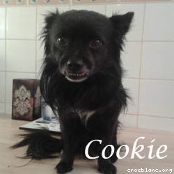 cookie