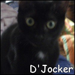 D'Jocker