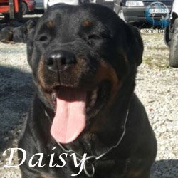 Daisy