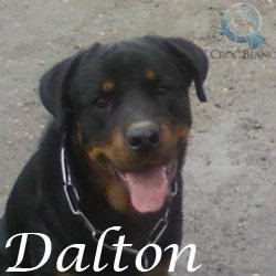 Dalton