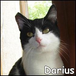 Darius