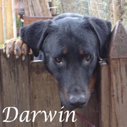 Darwin