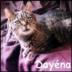 Dayena