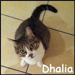 Dhalia