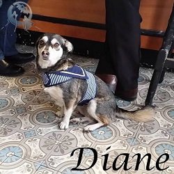 Diane 