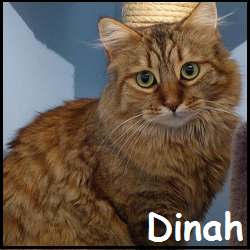 Dinah