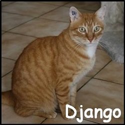 Django