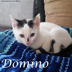 domino