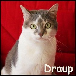 Draup