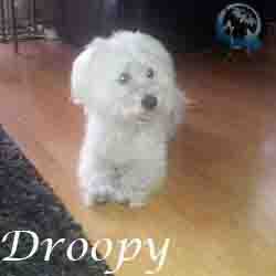 Droopy