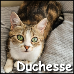 Duchesse