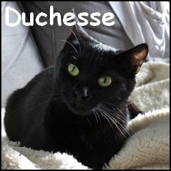 Duchesse