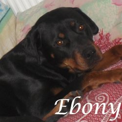 Ebony -Alsace