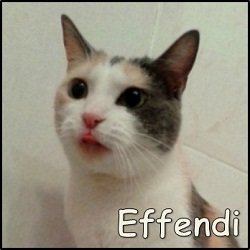 Effendi