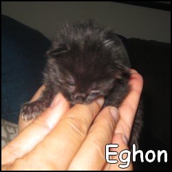 Eghon