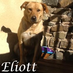 Eliott