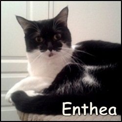 Enthea