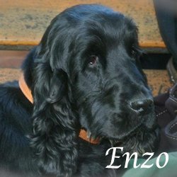 Enzo