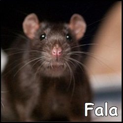 Fala