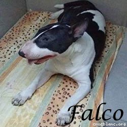 falco2