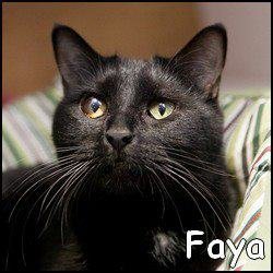 faya