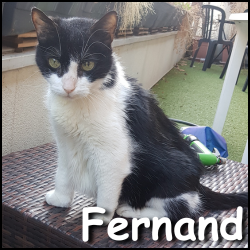 Fernand