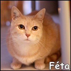 Féta