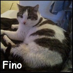 Fino