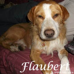 flaubert