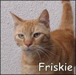 Friskie