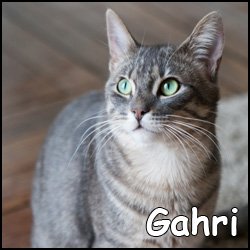 Gahri