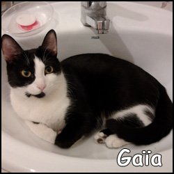 Gaïa