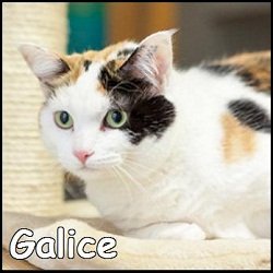 Galice