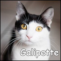 Galipette