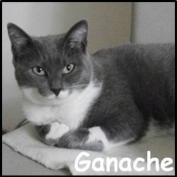 Ganache