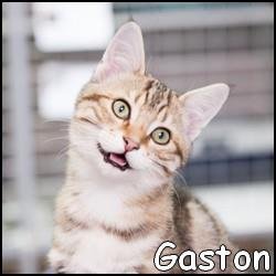 Gaston