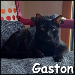 Gaston