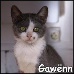 Gawënn