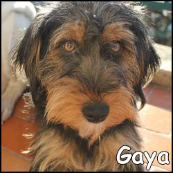 Gaya