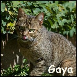 Gaya