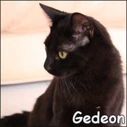 Gedeon