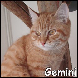 Gemini