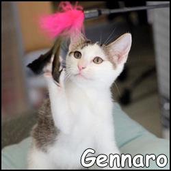 Gennaro