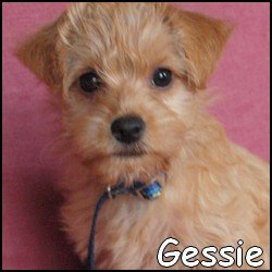 Gessie