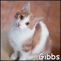 Gibbs