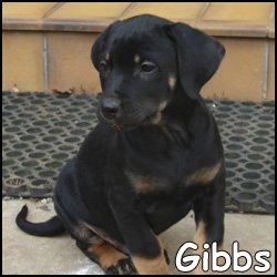 Gibbs