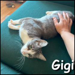 Gigi